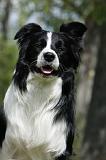 BORDER COLLIE 881